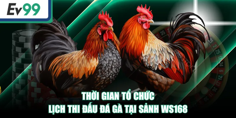 Thời gian tổ chức, lịch thi đấu đá gà tại sảnh WS168